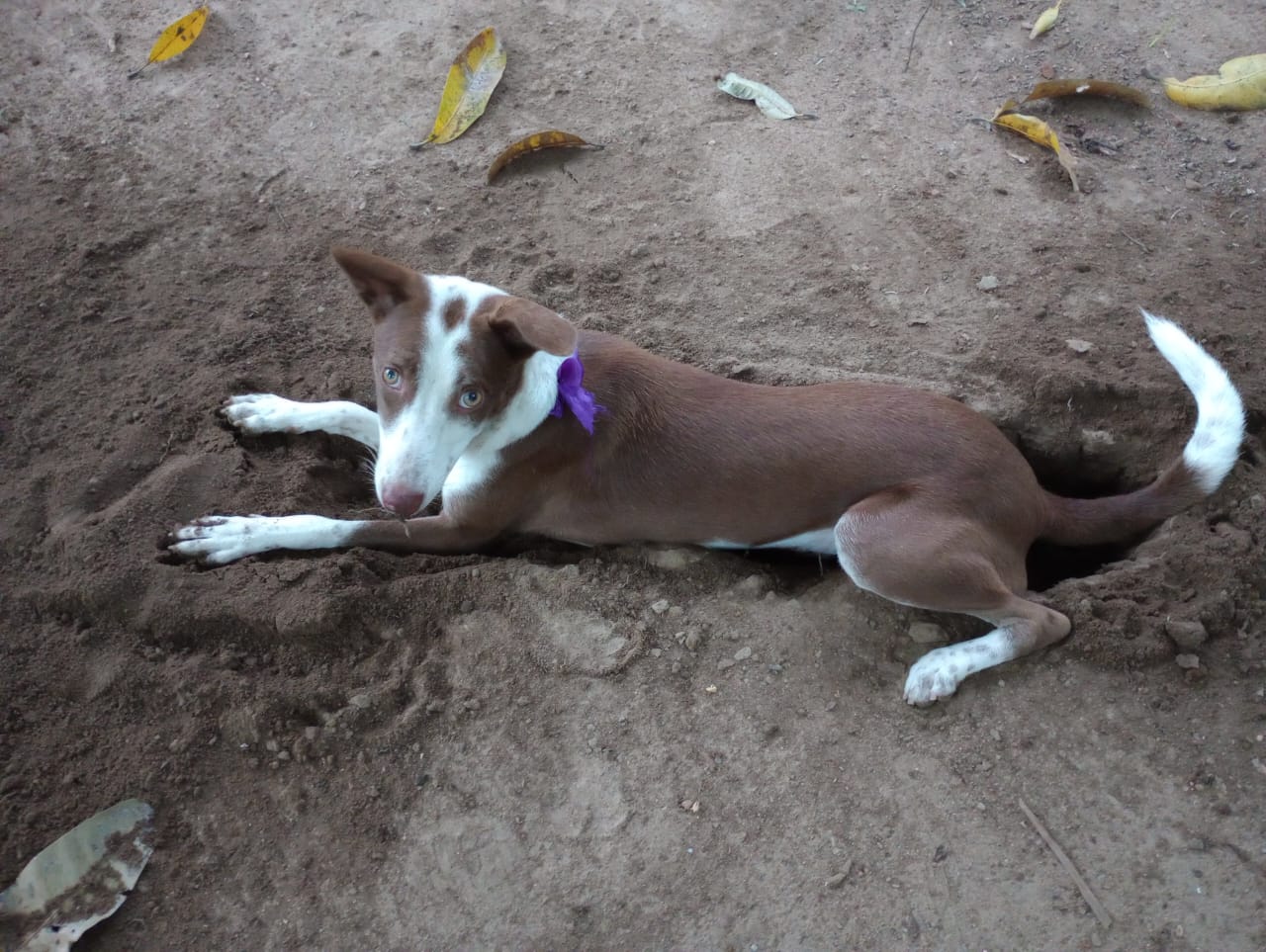 With love, To the dog who is slowing down my work