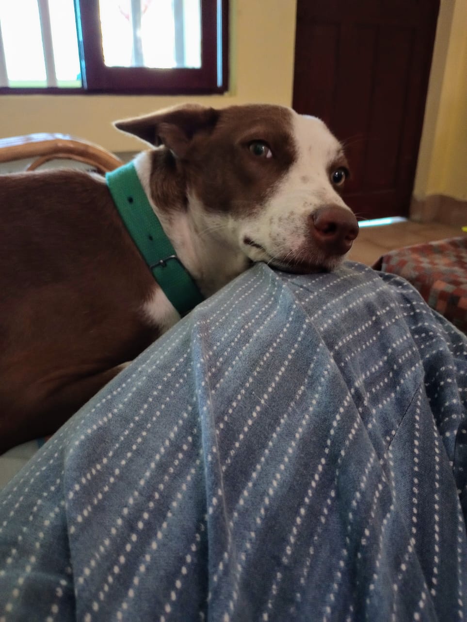 Coco using puppy dog eyes