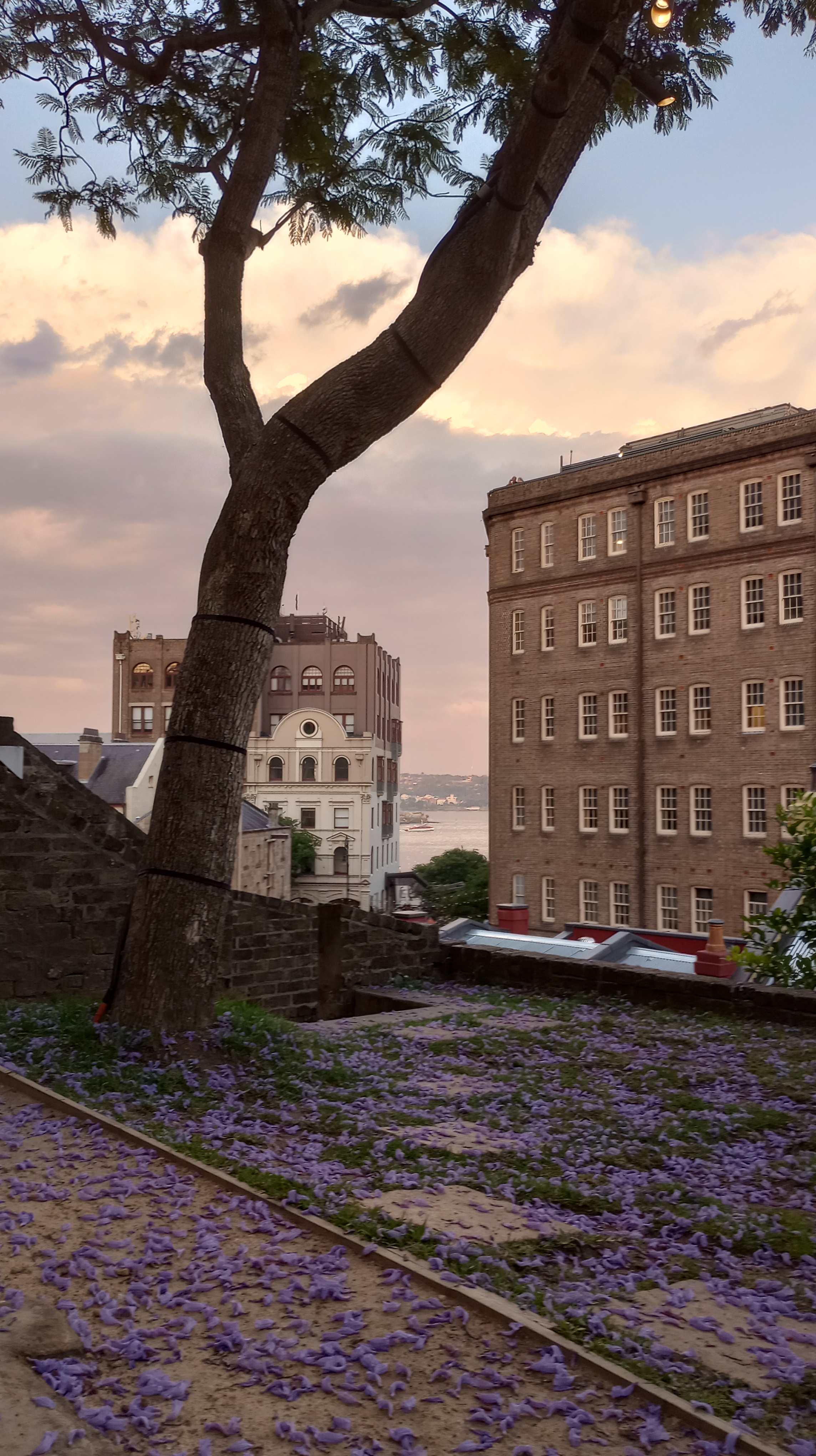 Jacaranda flowers at The Rocks