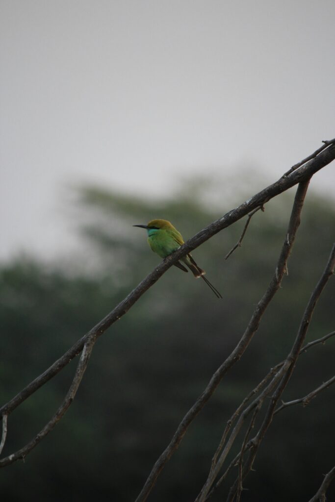 Crows Bee eater - Photo by Neel Parikh on Unsplash