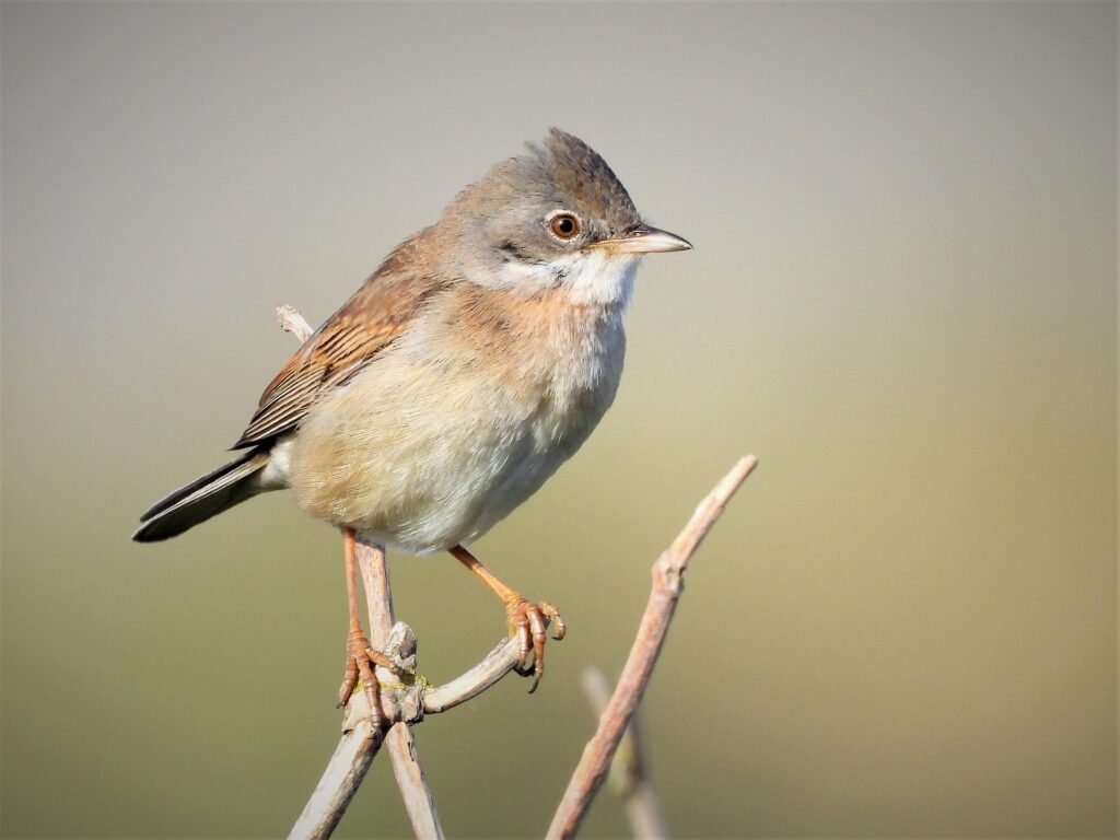 Warbler - Image by pevank01 from Pixabay, tiny bird that escapes crows