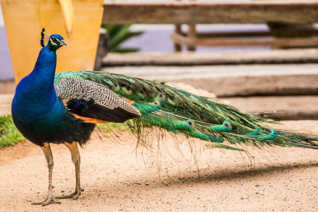 Peacock Photo by Ricardo Porto on Unsplash