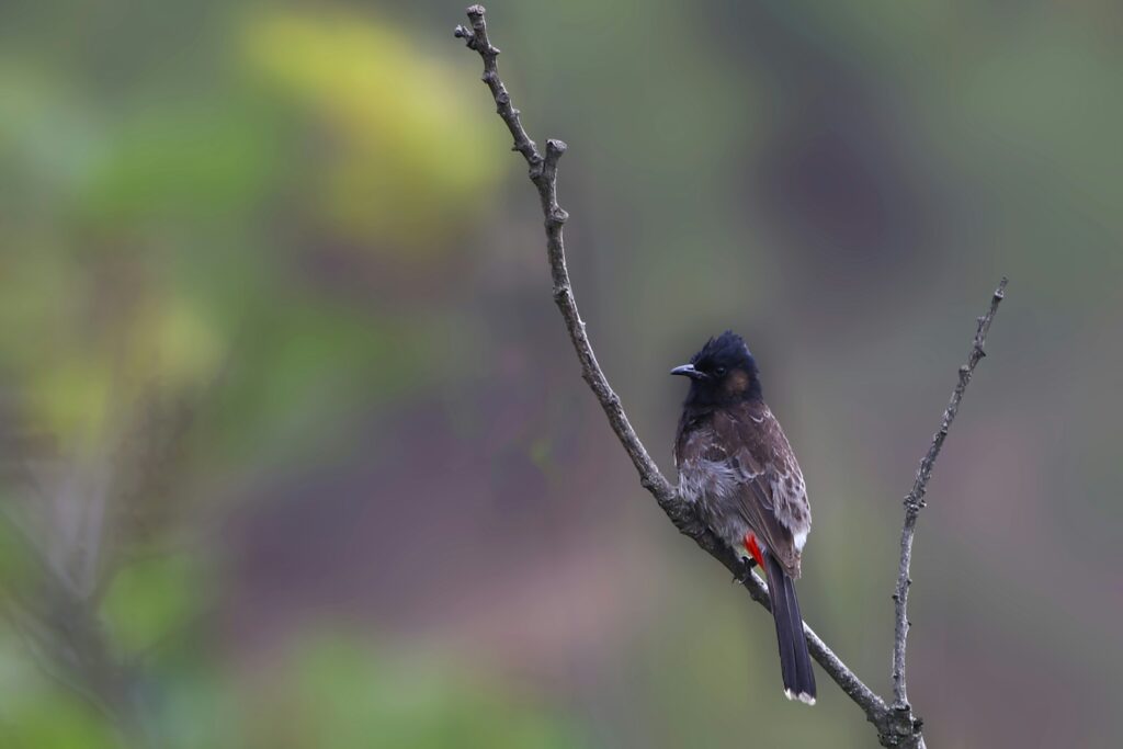 Red-vented Bulbul Photo by Ugyen Tenzin on Unsplash. Chases crows too