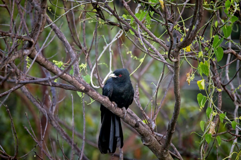 Asian Koel - Photo by viswaprem anbarasapandian on Unsplash, mortal enemy of crows
