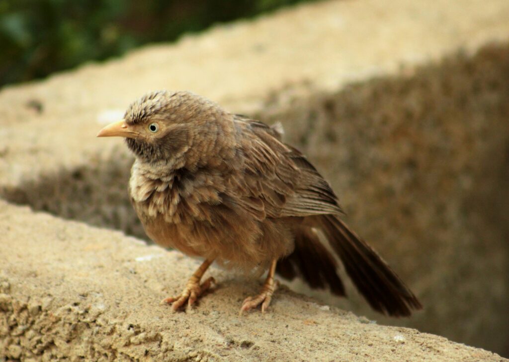 Babbler - Photo by viswaprem anbarasapandian on Unsplash, outnumber crows